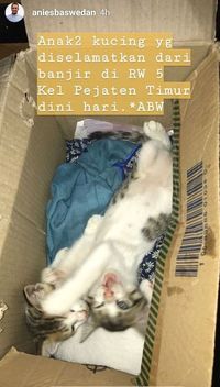 Anak-anak kucing yang berhasil diselamatkan dari banjir di Pejaten Timur. 