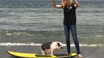 Foto: Babi yang Aneh... Suka Surfing