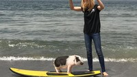 Pickles dan Maddie bisa menghabiskan waktu seharian di pantai. Maddie mengajari babi imut ini main surfing sampai dia bisa. (Instagram/@livingwithpickles)
