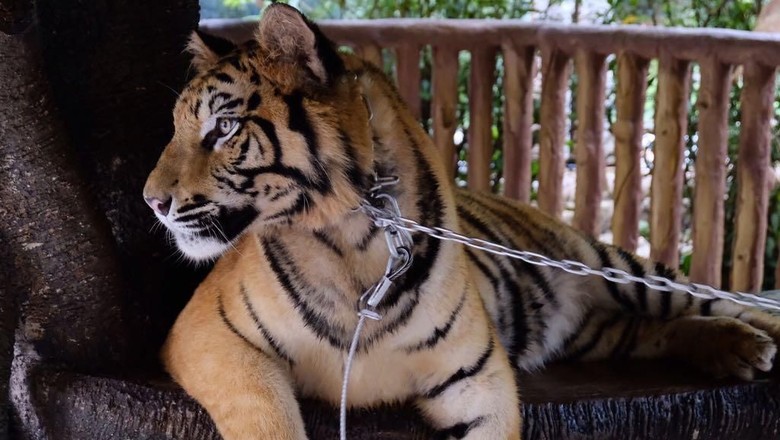 850+ Gambar Harimau Yg Keren Gratis Terbaru