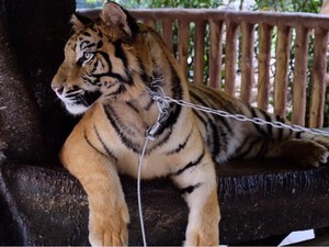 Jual Kulit Harimau di Facebook, Pria di Sumut Ini Dibekuk