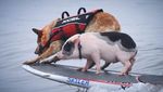 Foto: Babi yang Aneh... Suka Surfing