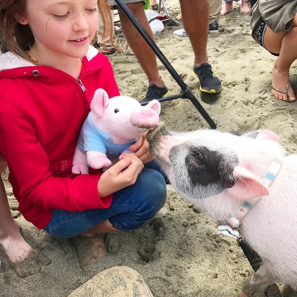 Selain itu, Pickles juga sering jadi hewan terapi untuk membawa kembali keceriaan untuk anak-anak ataupun di pantai jompo. Pickles memang menggemaskan. (Instagram/@livingwithpickles) Selain itu, Pickles juga sering jadi hewan terapi untuk membawa kembali keceriaan untuk anak-anak ataupun di pantai jompo. Pickles memang menggemaskan. (Instagram/@livingwithpickles)