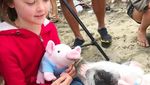 Foto: Babi yang Aneh... Suka Surfing