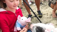 Selain itu, Pickles juga sering jadi hewan terapi untuk membawa kembali keceriaan untuk anak-anak ataupun di pantai jompo. Pickles memang menggemaskan. (Instagram/@livingwithpickles)