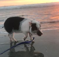 (Instagram/@livingwithpickles)