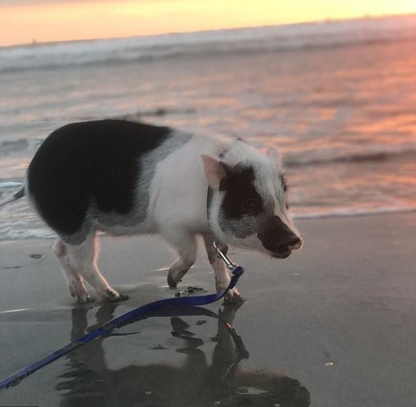 Pickles memang suka dengan air. Dia senang berjalan-jalan di tepi pantai. (Instagram/@livingwithpickles) Pickles memang suka dengan air. Dia senang berjalan-jalan di tepi pantai. (Instagram/@livingwithpickles)