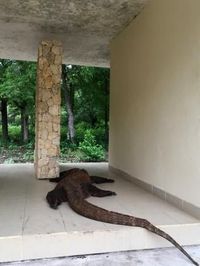 Media Australia: Pulau Komodo Adalah Jurassic Park yang Nyata