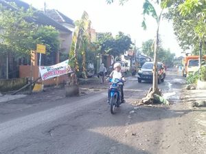 Tak Juga Diperbaiki, Warga Tanami Jalan Rusak dengan Pohon Pisang