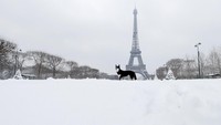 Seekor anjing saat melintasi Paris yang diselimuti salju. (Foto: REUTERS/Gonzalo Fuentes)
