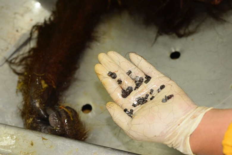 Polisi Tangkap 5 Orang Pembunuh Orang Utan di Kalimantan Timur Polisi Tangkap 5 Orang Pembunuh Orang Utan di Kalimantan Timur