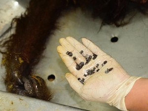 COP Laporkan Ada Orang Utan Mati Diberondong 130 Peluru di Kaltim