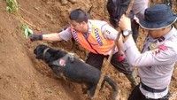 Kedua anjing K9 ini bekerja menendus timbunan tanah dan reruntuhan bangunan.