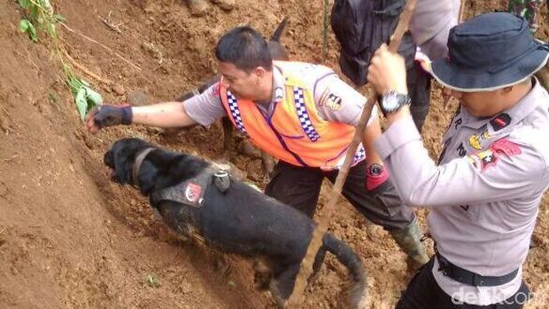  Direktorat Satwa Korsabhara Baharkam Polri pun menurunkan tim K9 dalam proses evakuasi longsor Cijeruk