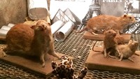 Salah satu sisi museum (chunkycheetahs/Instagram)