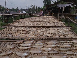 Melihat Nasib Produsen Ikan Asin di Tengah Cuaca Ekstrem
