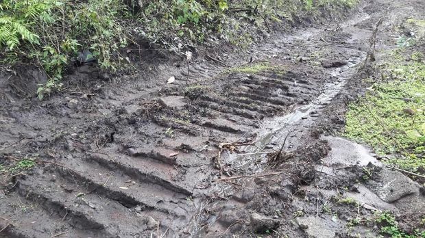 Ilegal Logging, Pelaku Bikin Jalan 4 Km di Pedalaman Hutan Sulsel