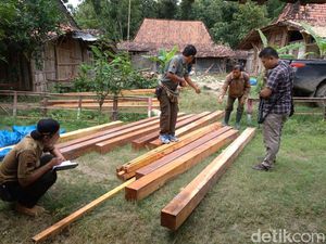 Polisi Ciduk Karyawan Perhutani Terkait Illegal Logging di Grobogan