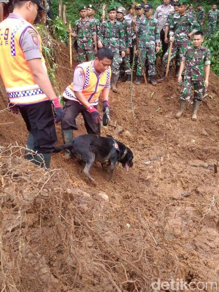 Ini Emma dan Sam, Anjing K9 yang Temukan Korban Longsor Cijeruk