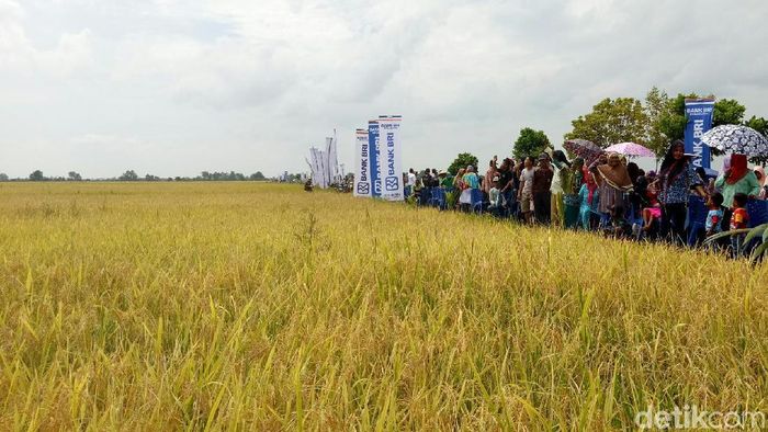 Foto: Raja Adil Siregar/detikcom Foto: Raja Adil Siregar/detikcom