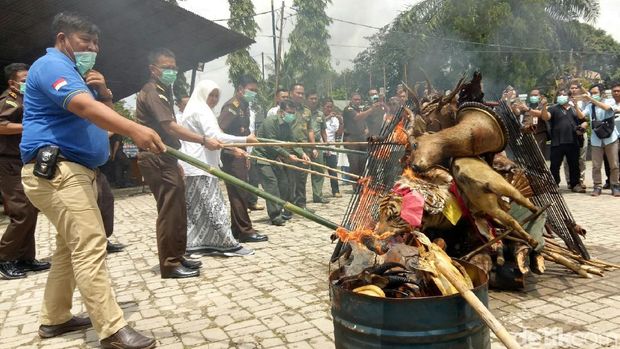 BKSDA Sumsel Musnahkan Satwa Dilindungi yang Sudah Diawetkan