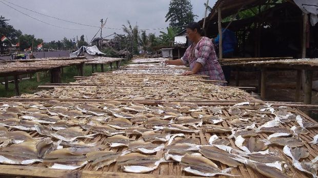 Produksi Ikan Asin di Cirebon