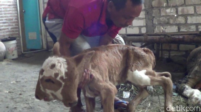 Langka! Ada Anak Sapi Berkepala Dua di Rembang