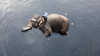 Gajah dimandikan menggunakan air sungai Yamuna, India.