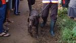 Aksi Anjing K9 Emma dan Sam Temukan Korban Longsor Cijeruk