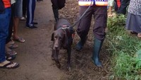 Salah seekor anjing K9 yang ikut mencari korban longsor Cijeruk.