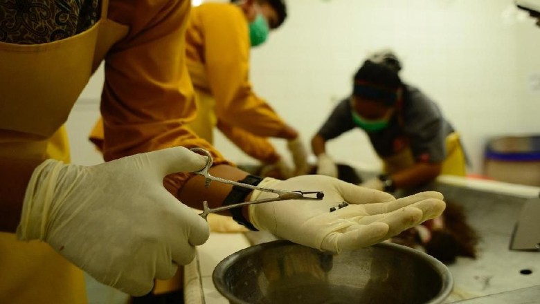 Orang Utan Mati Diberondong Ratusan Peluru, Polisi Periksa 5 Saksi Orang Utan Mati Diberondong Ratusan Peluru, Polisi Periksa 5 Saksi