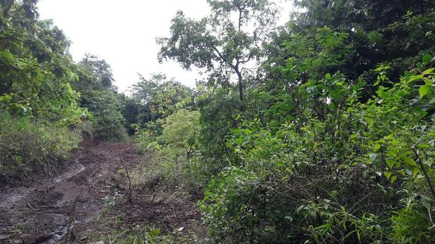 Ilegal Logging, Pelaku Bikin Jalan 4 Km di Pedalaman Hutan Sulsel