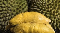 Durian jenis mao san wang sendiri memiliki ciri rasa yang manis sedikit pahit, berdaging tebal dan berbiji kecil. Durian ini mirip durian musang king asal Malaysia. Kafe Four Seasons Durians di Singapura menyajikan berbagai menu serba durian yang siap bikin ngiler. Foto: Four Seasons Durians