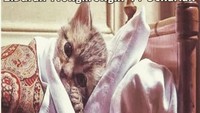 Hari libur itu pergi jalan-jalan. Jangan malas kayak kucing ini walaupun lucu (kacamata.kudaaa/Instagram)