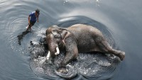 Saat gajah dimandikan menggunakan air sungai yang kotor.