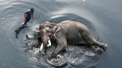 Sambil Tiduran, Gajah Ini Dimandikan Pakai Air Sungai yang Kotor