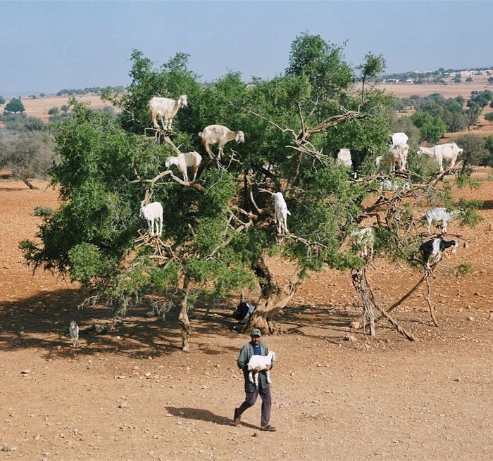 pohon