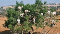 Setiap tahun, argan akan memasuki musim berbuah sekitar bulan Juli. Saat itulah, sekawanan kambing akan langsung menyerbu pohon argan (ambarella/Instagram)