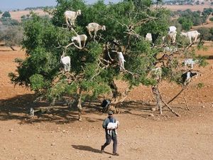 Pohon Kambing Maroko yang Ikonik, Ternyata Bohongan?
