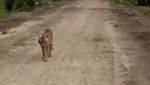 Pembantaian Harimau di Mandailing Natal dan Tradisi Rampogan Sima