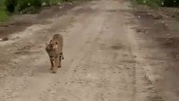 Ada pula kabar tragis dari Jumiati (33) yang tewas oleh harimau di Inhil, Riau. Awalnya, dia bersama dua rekan pekerja perempuan lainnya mendata sawit yang terserang hama gonederma. Tiba-tiba harimau muncul. Tiga perempuan itu lari, namun akhirnya harimau itu menerkam ke arah Jumiati yang telah memanjat sawit. (Istimewa)