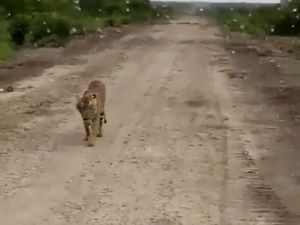 Cari Harimau Pemangsa Jumiati, Pawang dari Aceh Didatangkan