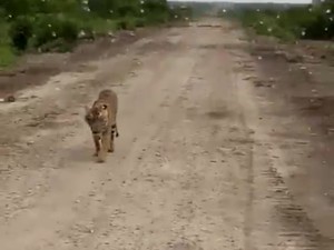 Demi Keselamatan Warga, Harimau Pemakan Jumiati Harus Dievakuasi