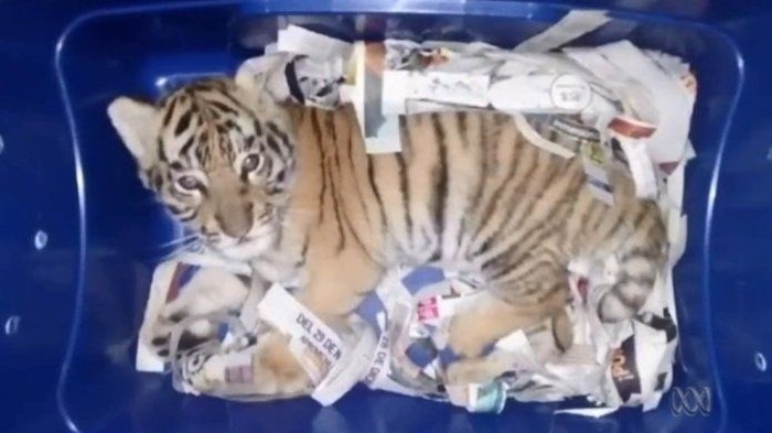 Anjing Pelacak di Meksiko Temukan Bayi Harimau Dikirim Lewat Pos