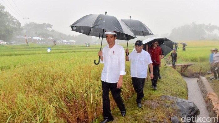 Foto: Presiden Jokowi hujan-hujanan menemui warga dan pekerja irigasi di Solok, Sumbar. (Agus Suparto/Fotografer Istana Kepresidenan) Foto: Presiden Jokowi hujan-hujanan menemui warga dan pekerja irigasi di Solok, Sumbar. (Agus Suparto/Fotografer Istana Kepresidenan)