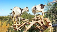 Kambing-kambing akan memakan buah argan lalu mengeluarkan kotoran berupa biji yang nantinya akan diolah menjadi minyak. Sama prinsipnya dengan Kopi Luwak yang juga berharga mahal karena dihasilkan dari proses yang tidak mudah (tellus_travellus/Instagram)