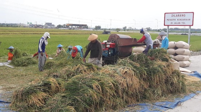 Begini Kesedihan Petani Ngawi di Balik Panen Raya Padi Begini Kesedihan Petani Ngawi di Balik Panen Raya Padi