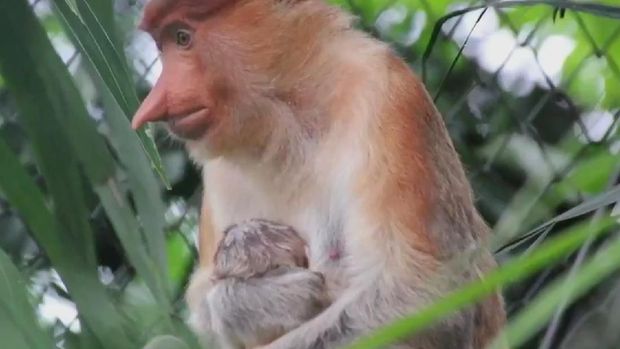 1 ekor Bekantan lahir di Taman Margasatwa Ragunan pada tgl 27 Januari 2018 pagi. Bayi bekantan dalam kondisi sehat dan normal, terlihat induknya sudah mulai menyusui serta aktif bergerak.