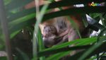 Gemas! Ini Bekantan yang Baru Lahir di Kebun Binatang Ragunan