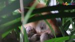 Gemas! Ini Bekantan yang Baru Lahir di Kebun Binatang Ragunan